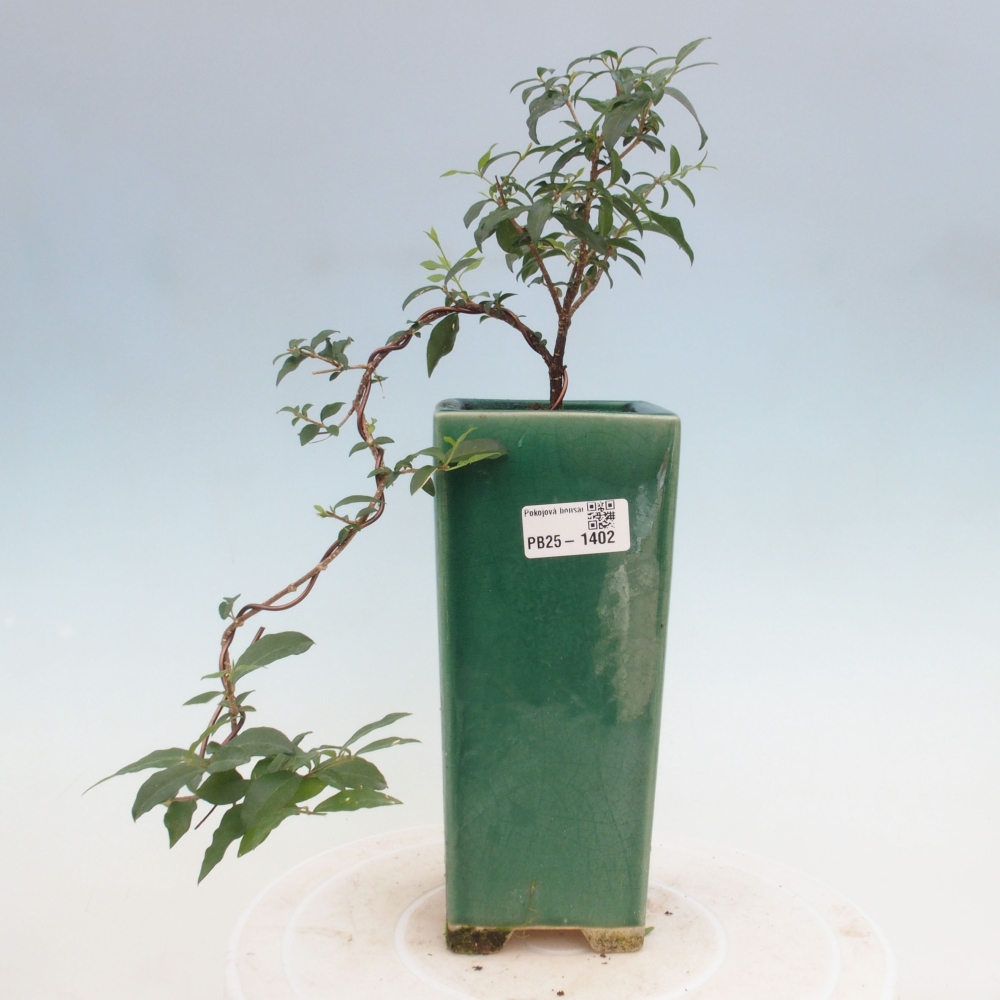 Pokojová bonsai - Malpighia coccigera- Barbdorská třešeň