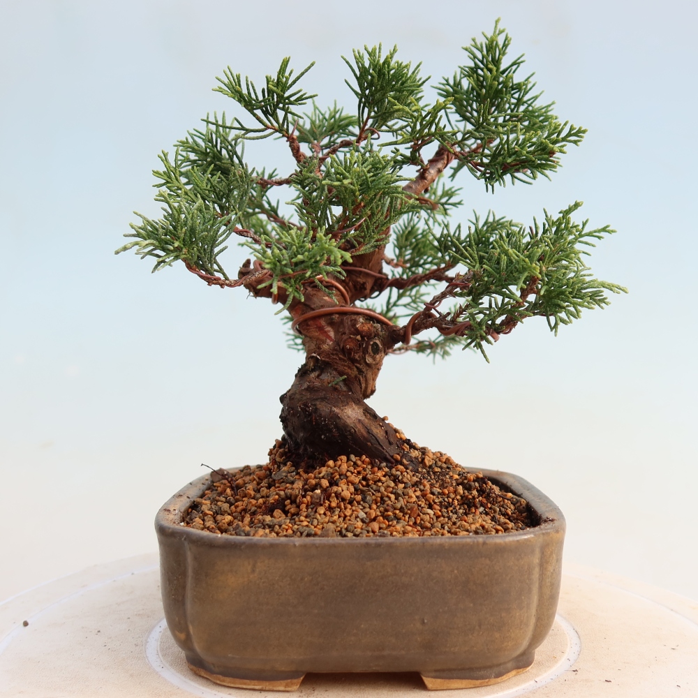 Venkovní bonsai - Juniperus chinensis Itoigawa -Jalovec čínský