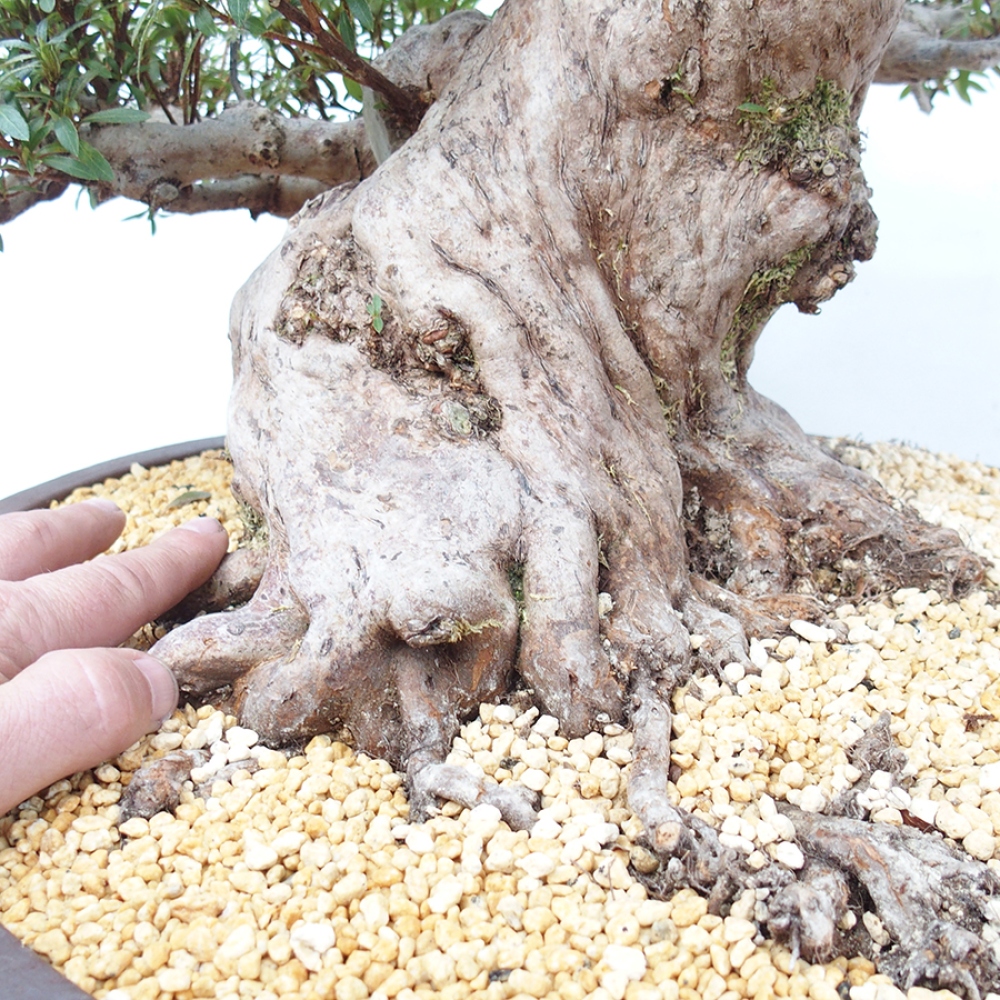 Venkovní bonsai - Japonská azalka - Azalea Satsuki