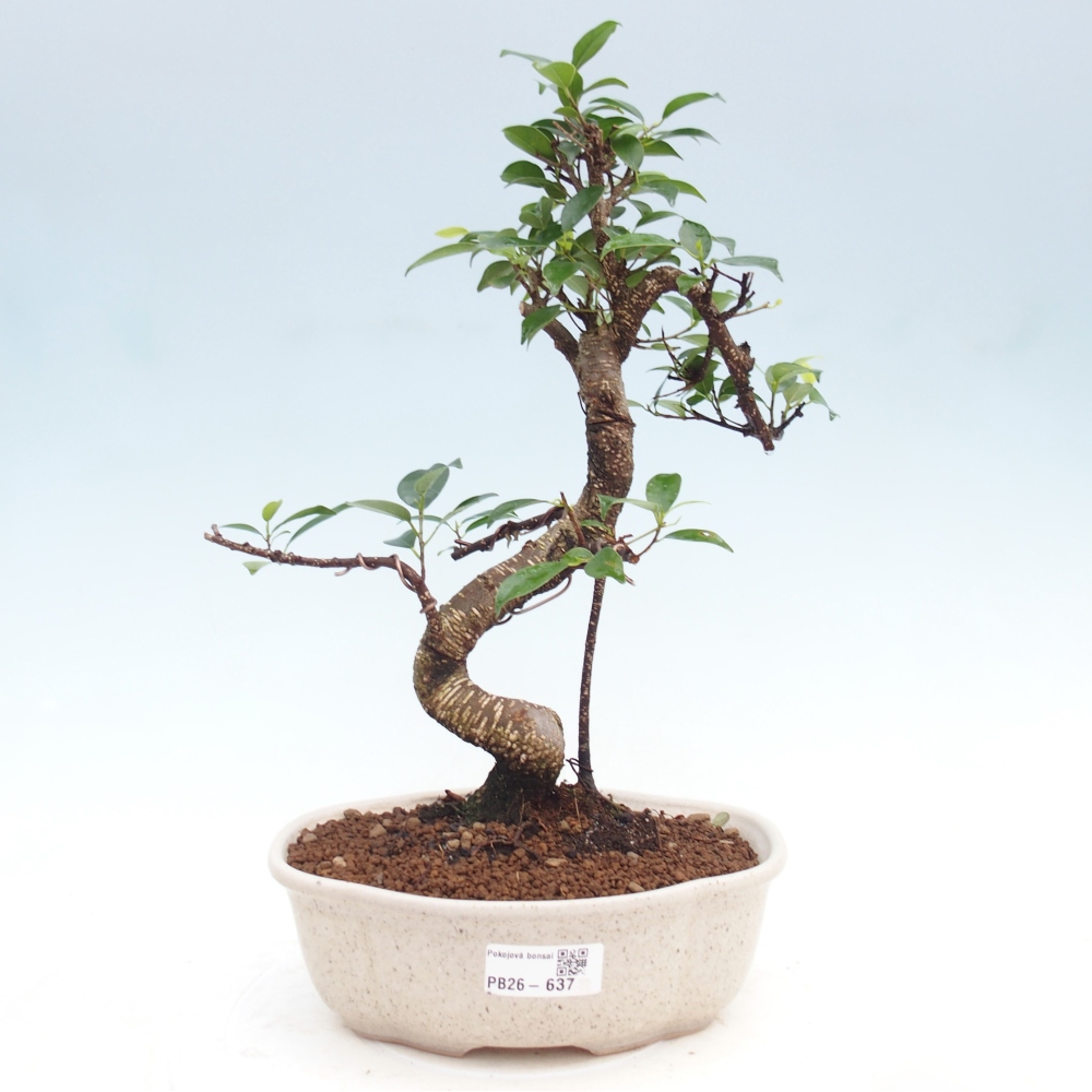 Pokojová bonsai - Ficus kimmen -  malolistý fíkus