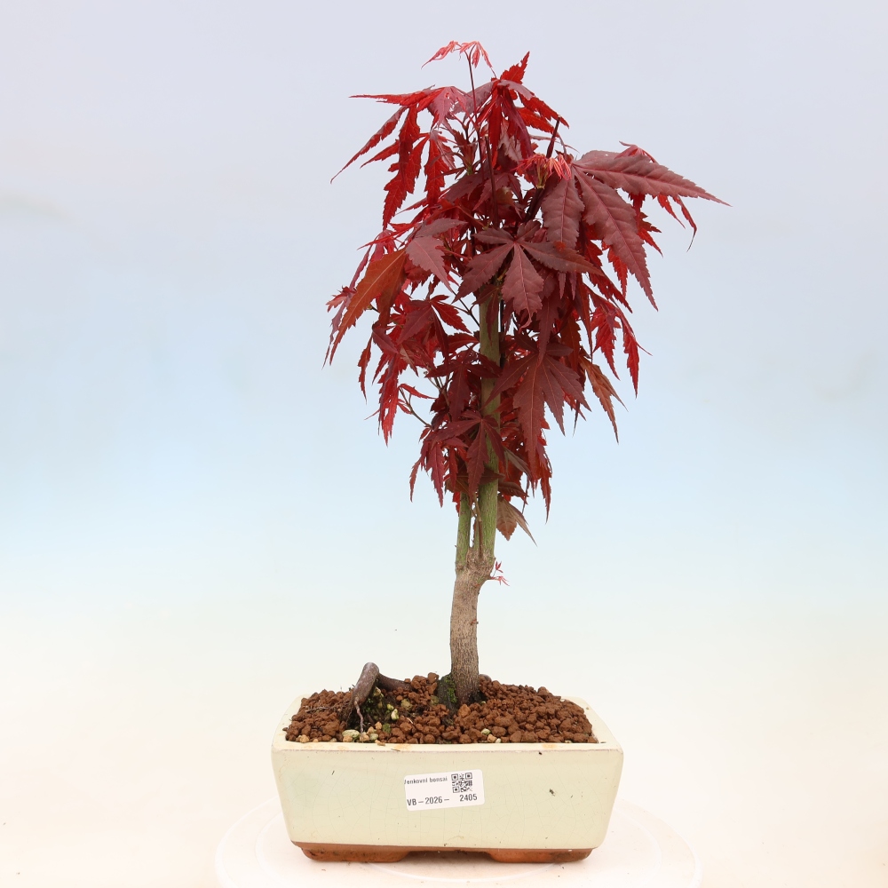 Venkovní bonsai - Acer palm. Atropurpureum-Javor dlanitolistý