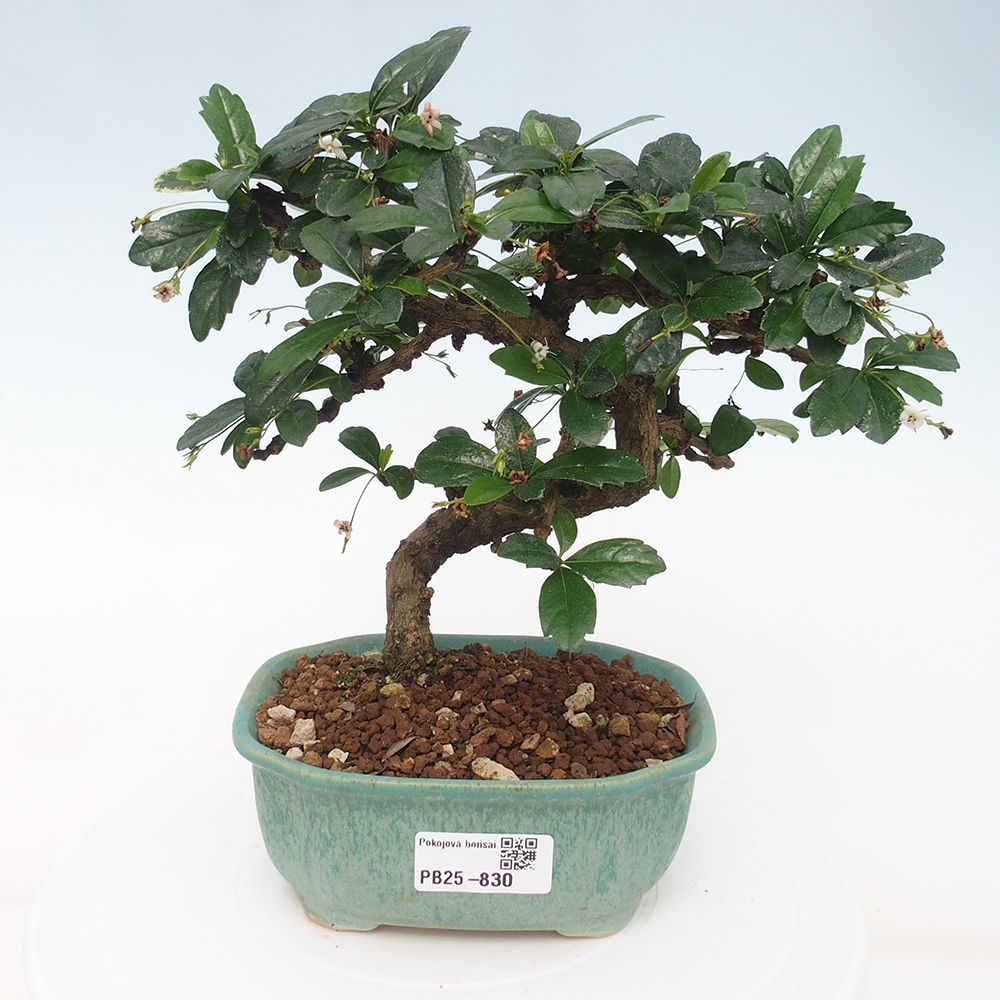 Pokojová bonsai - Carmona macrophylla - Čaj fuki