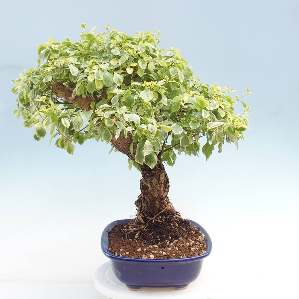 Pokojová bonsai - Duranta variegata 