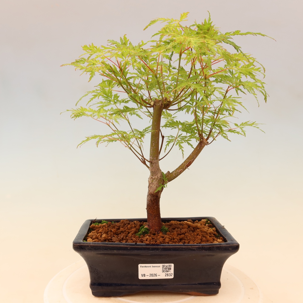Venkovní bonsai - Acer palmatum Dissectum - Javor dlanitolistý 
