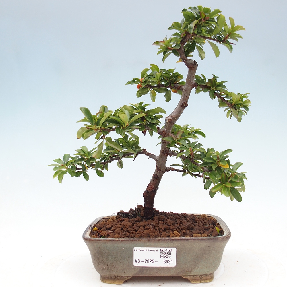Venkovní bonsai-Pyracanta Teton -Hlohyně