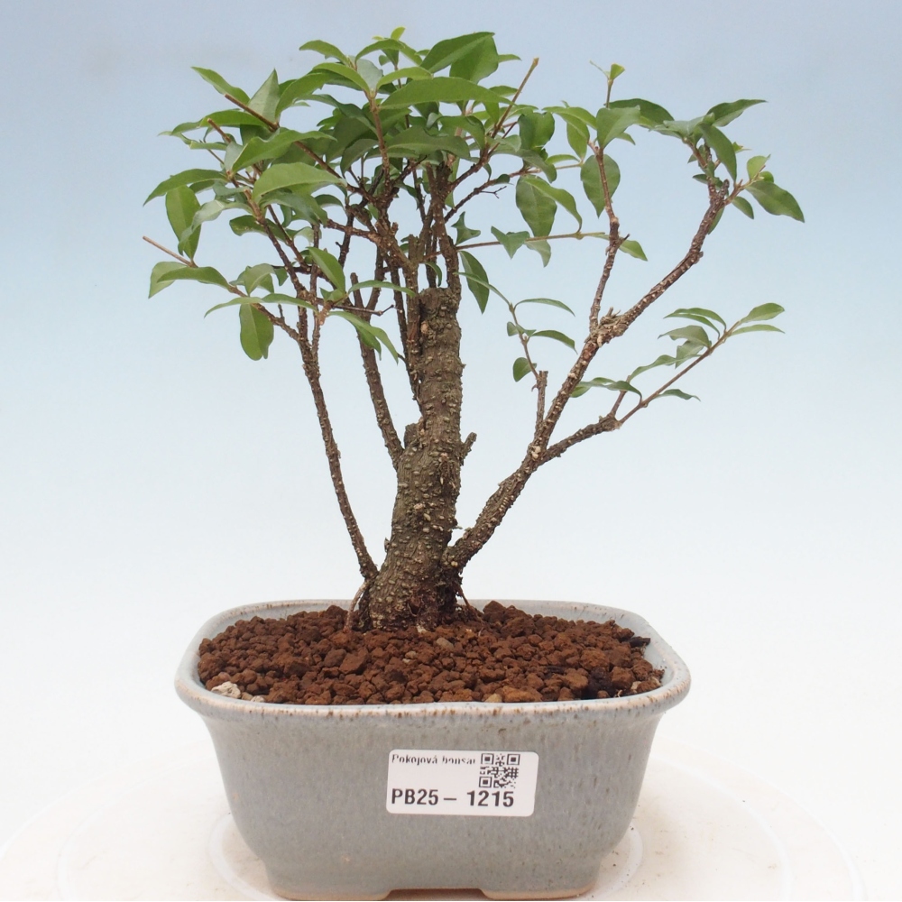 Pokojová bonsai - Malpighia coccigera- Barbdorská třešeň