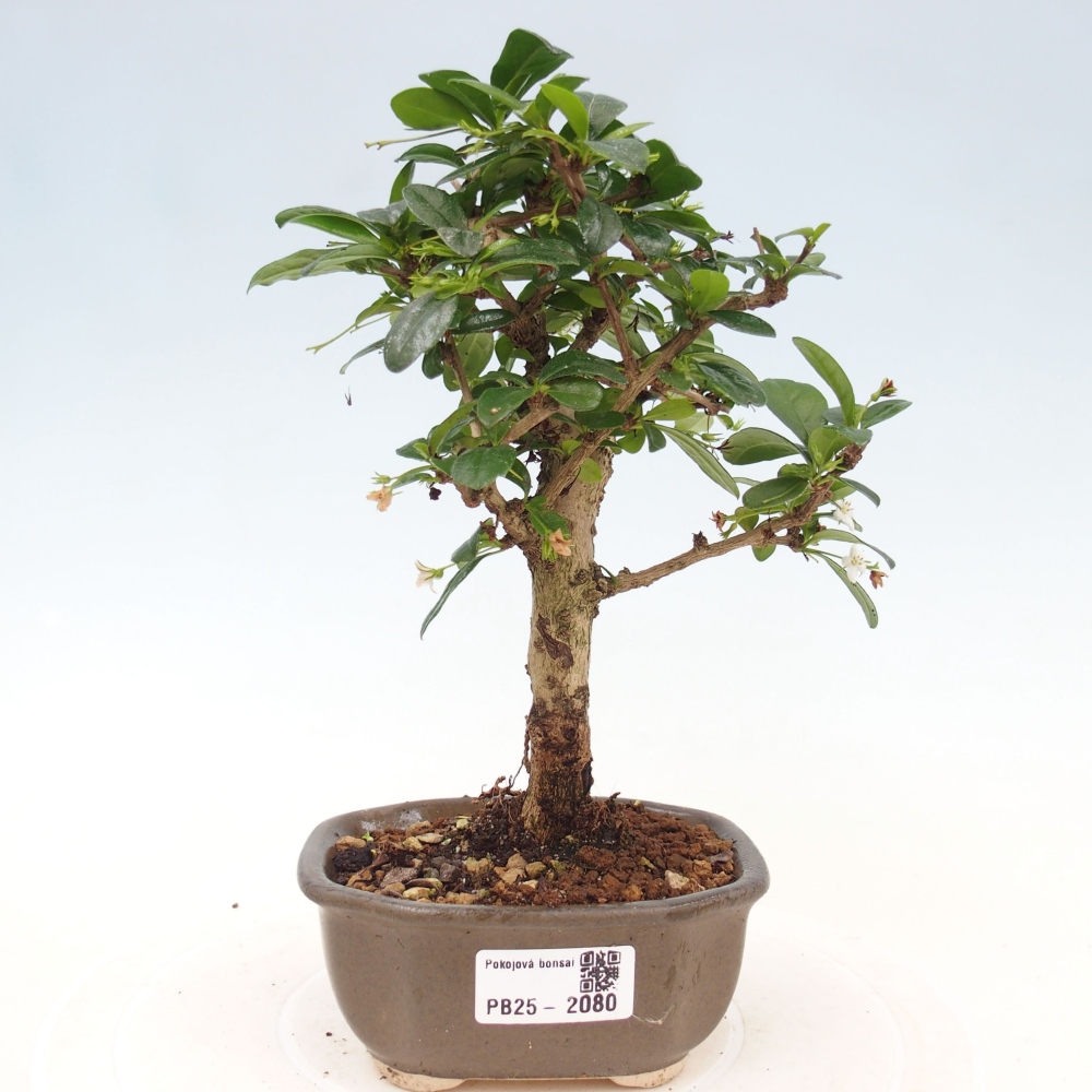 Pokojová bonsai - Carmona macrophylla - Čaj fuki