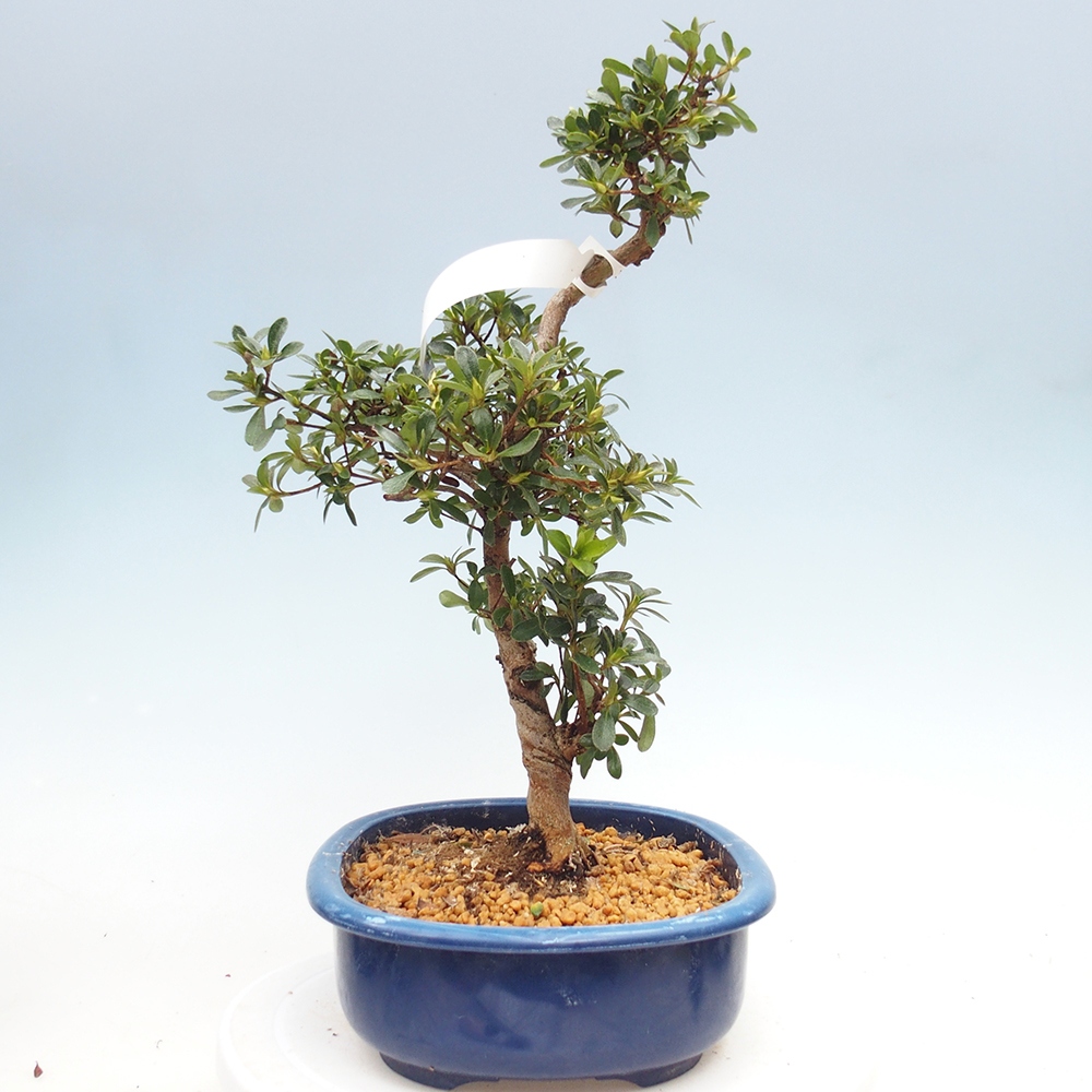 Venkovní bonsai - Japonská azalka - Azalea Asahi-no-izumi