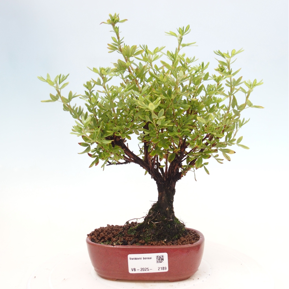 Venkovní bonsai-Mochna křovitá - potentila fruticosa yellow Bird