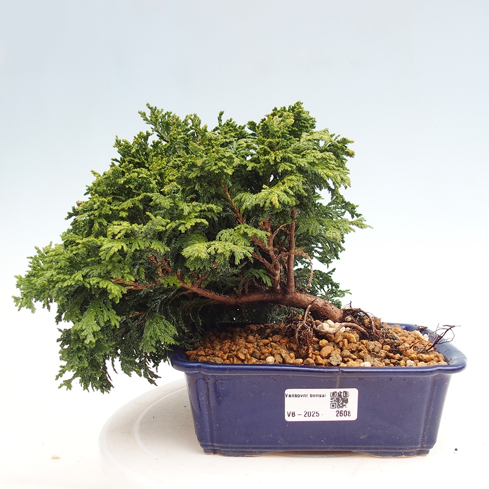 Venkovní bonsai - Cham.pis Parslori - Cypřišek