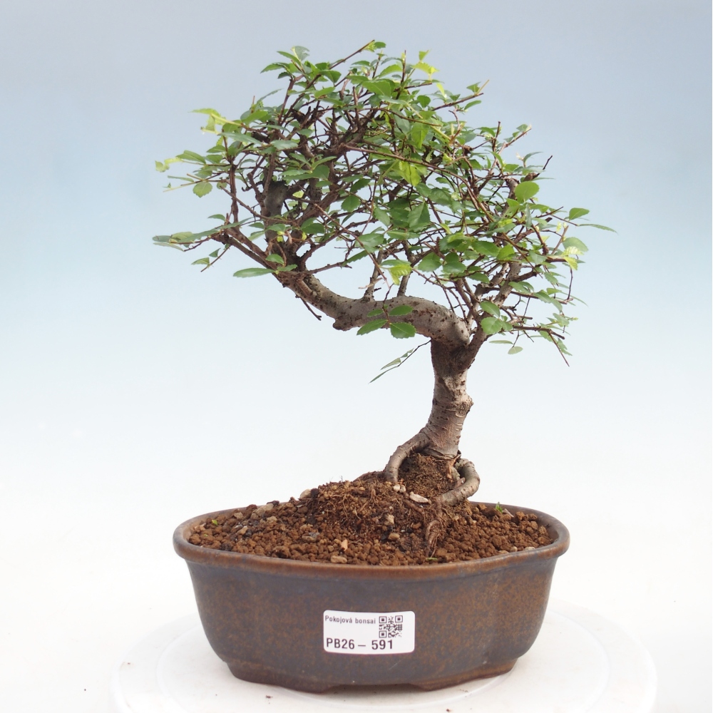 Pokojová bonsai - Ulmus parvifolia - Malolistý jilm