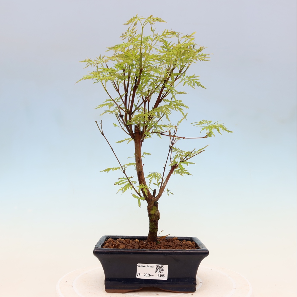 Venkovní bonsai - Acer palmatum Dissectum - Javor dlanitolistý 