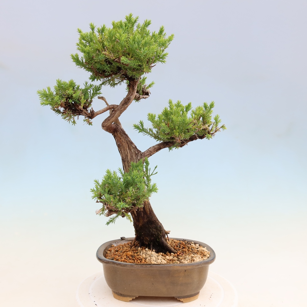 Venkovní bonsai - Juniperus squamata – Jalovec šupinatý