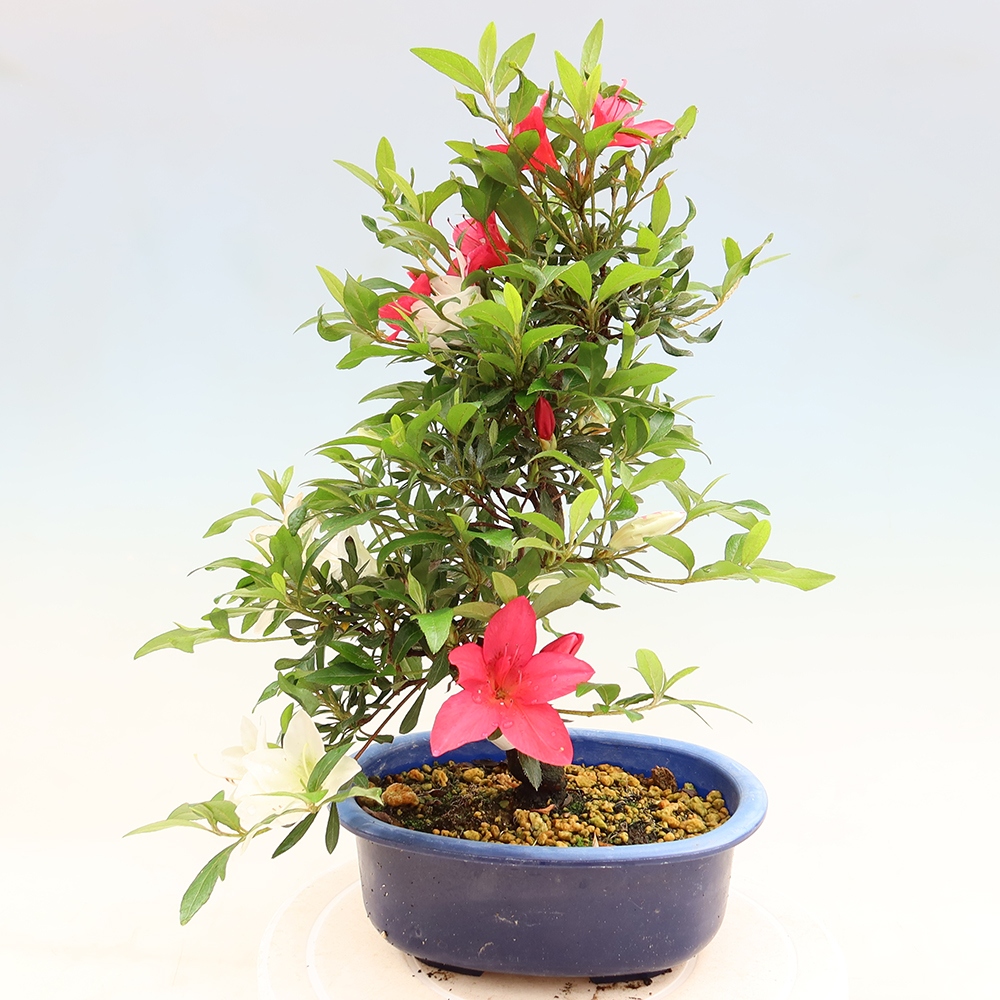 Venkovní bonsai - Japonská azalka - Azalea CHIHIRO