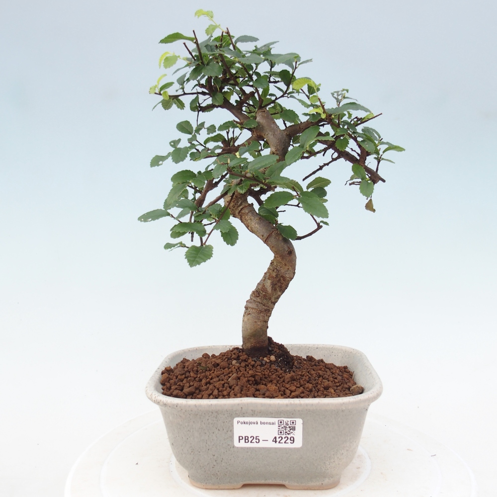 Pokojová bonsai - Ulmus parvifolia - Malolistý jilm