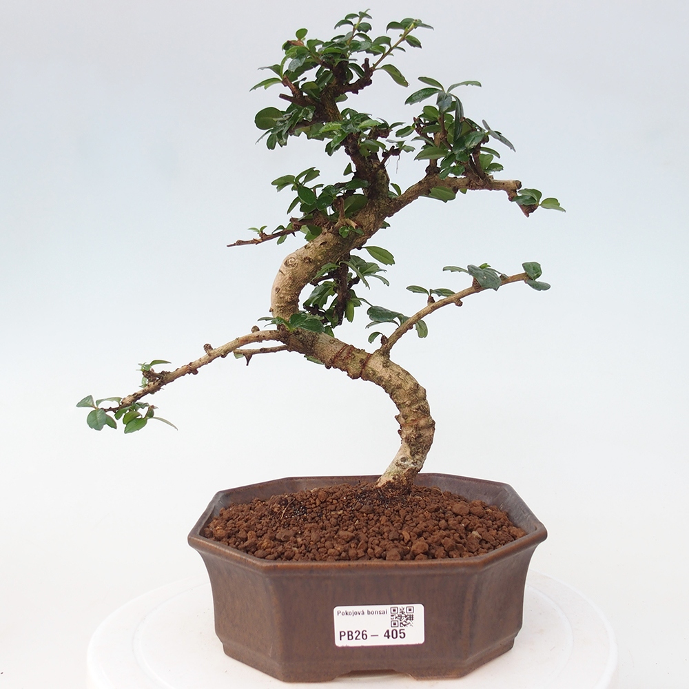 Pokojová bonsai - Carmona macrophylla - Čaj fuki