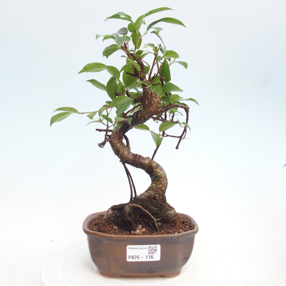 Pokojová bonsai - Ficus retusa -  malolistý fíkus