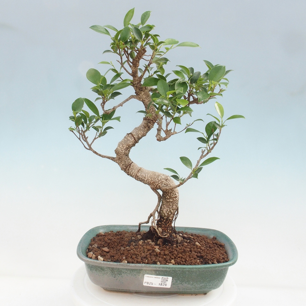 Pokojová bonsai - Ficus kimmen -  malolistý fíkus