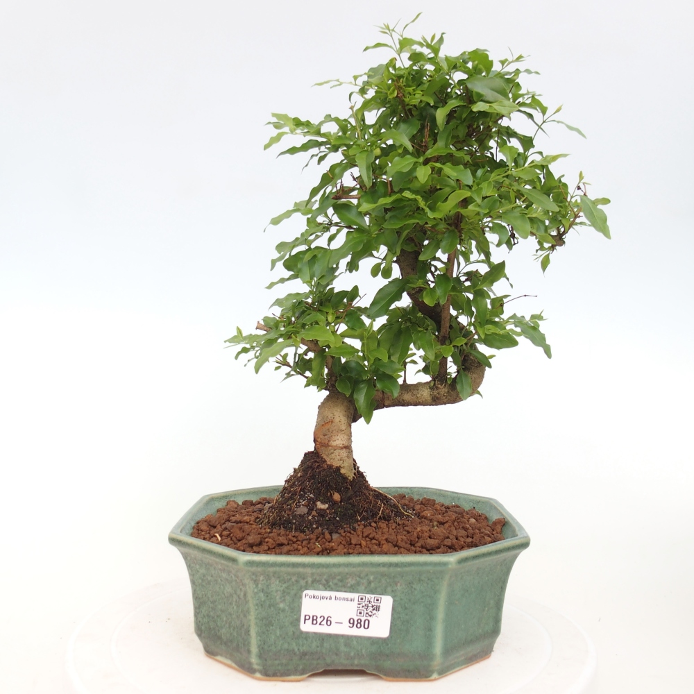 Pokojová bonsai -Ligustrum chinensis - Ptačí zob