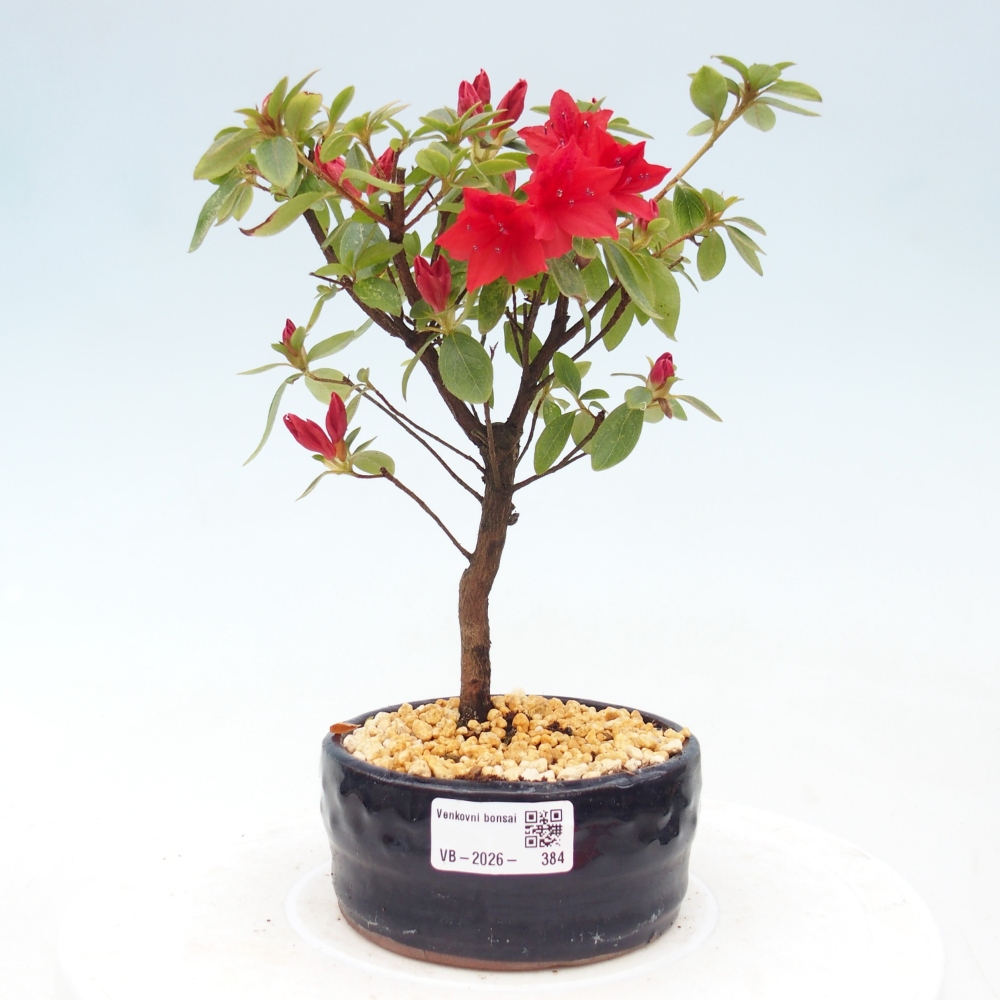 Venkovní bonsai - Japonská azalka - Azalea sp.