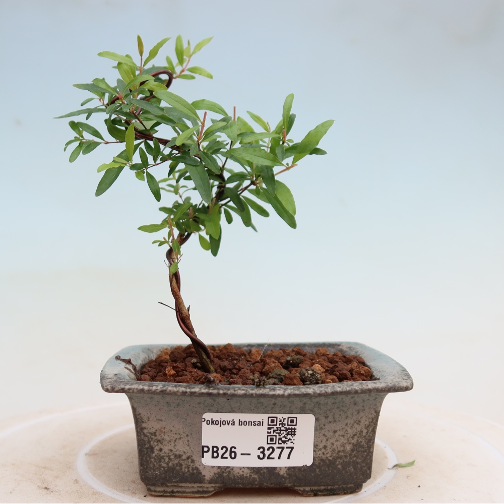 Pokojová bonsai-PUNICA granatum nana-Granátové jablko
