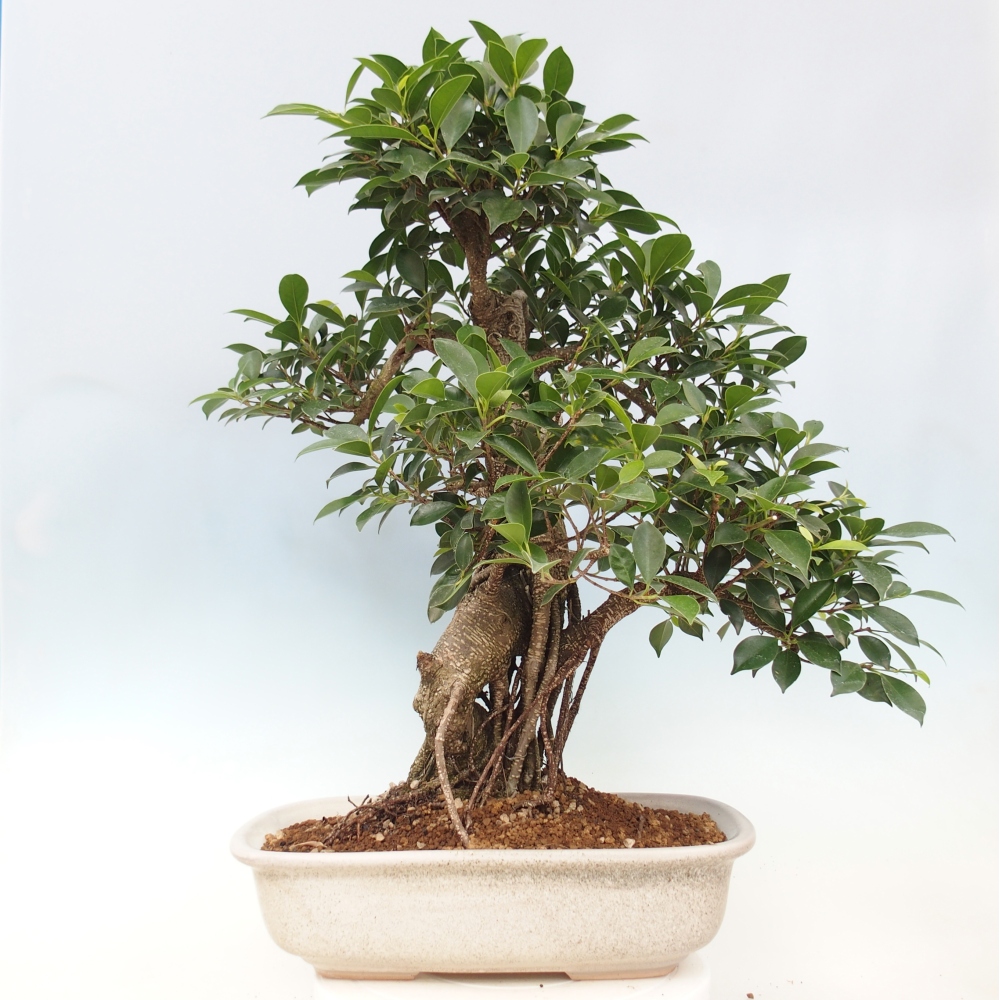Pokojová bonsai - Ficus kimmen -  malolistý fíkus - POUZE OSOBNÍ ODBĚR nebo paletová přeprava