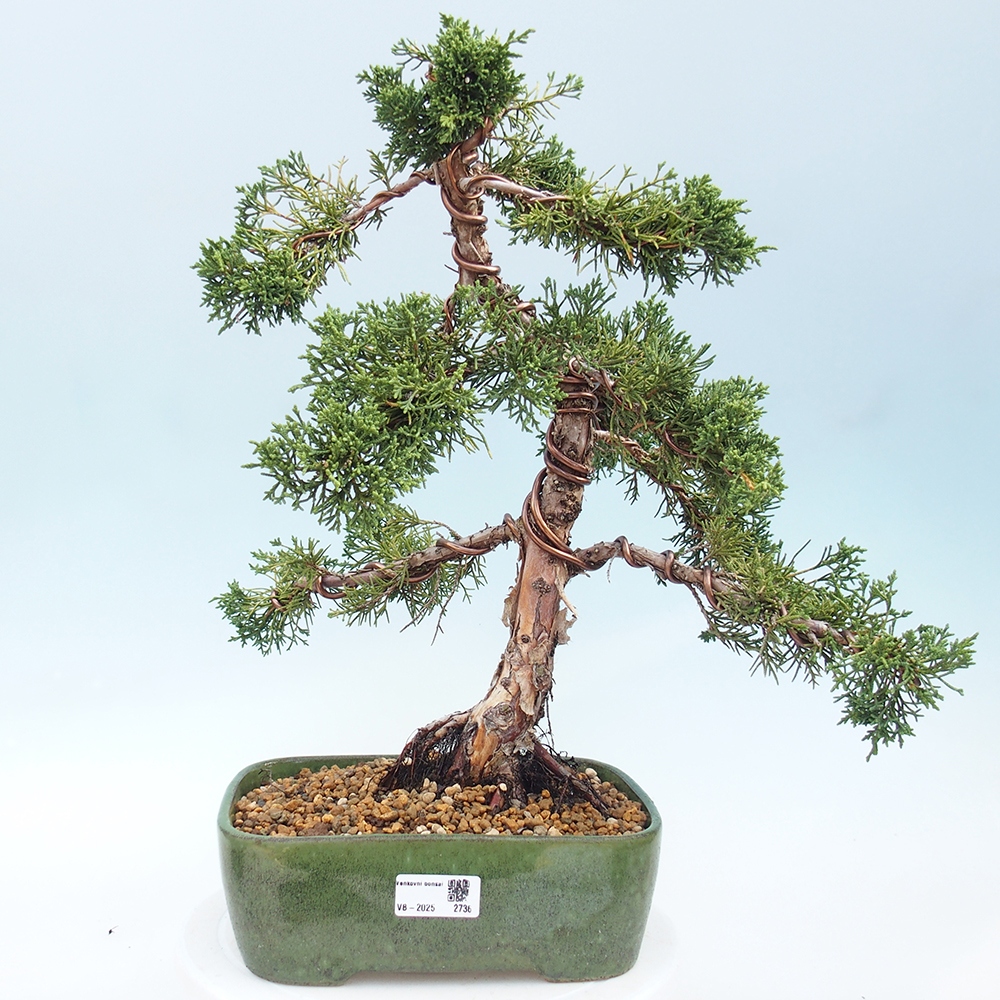 Venkovní bonsai - Juniperus chinensis Kishu -Jalovec čínský