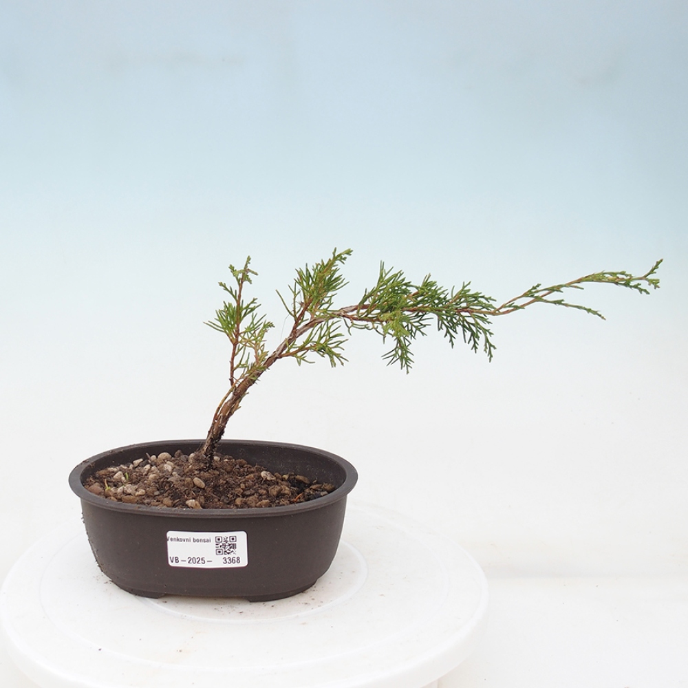 Venkovní bonsai - Juniperus chinensis Itoigawa -Jalovec čínský