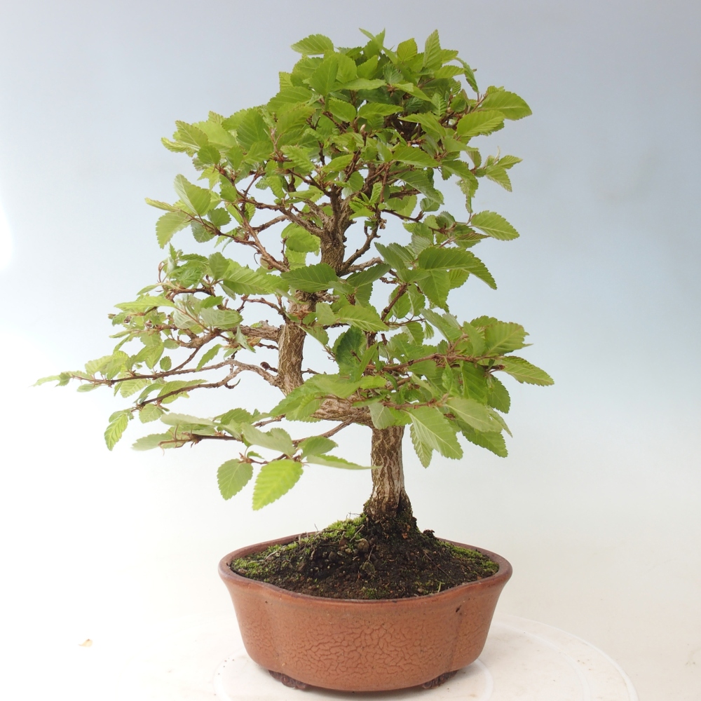 Venkovní bonsai -Carpinus CARPINOIDES - Habr korejský