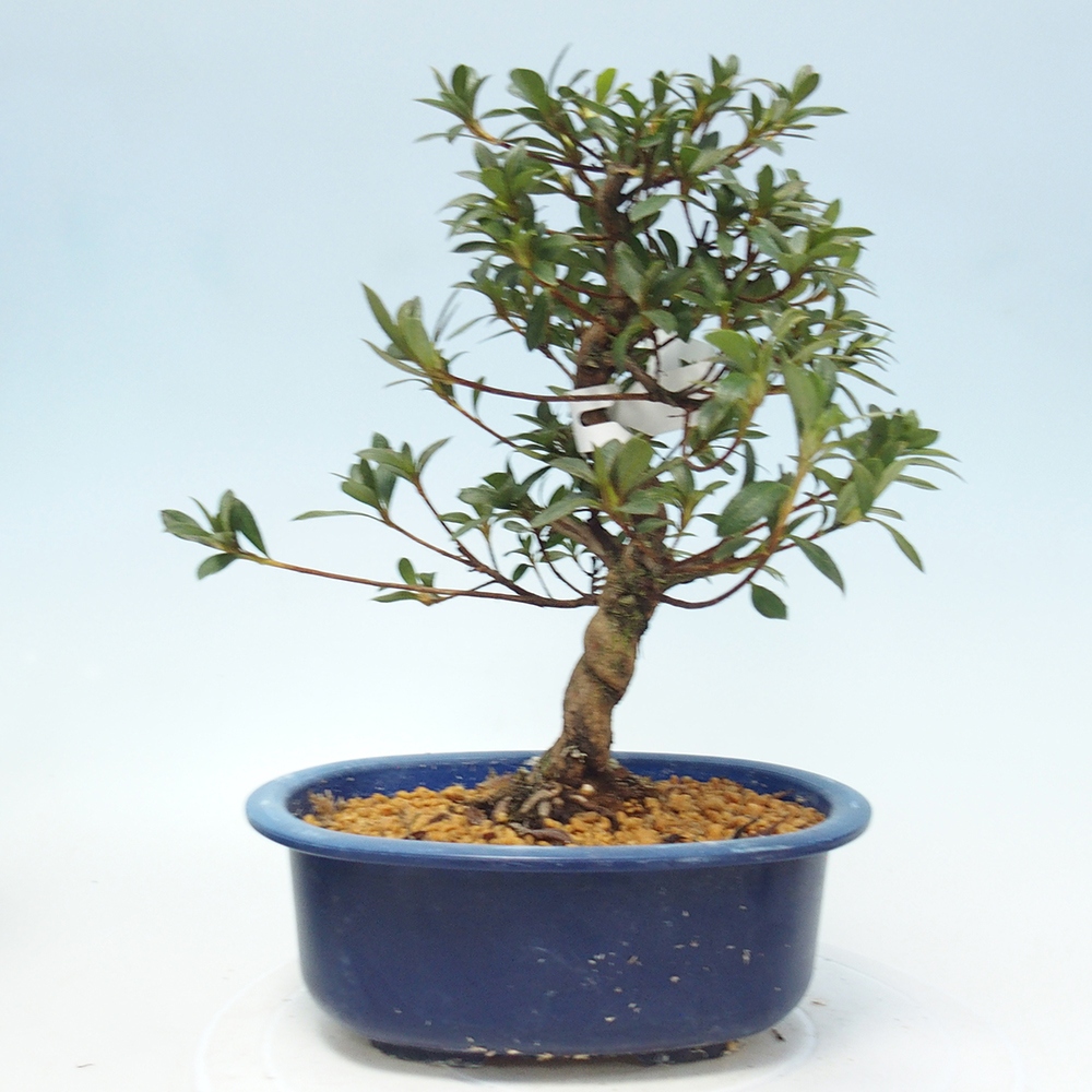 Venkovní bonsai - Japonská azalka - Azalea Senhime