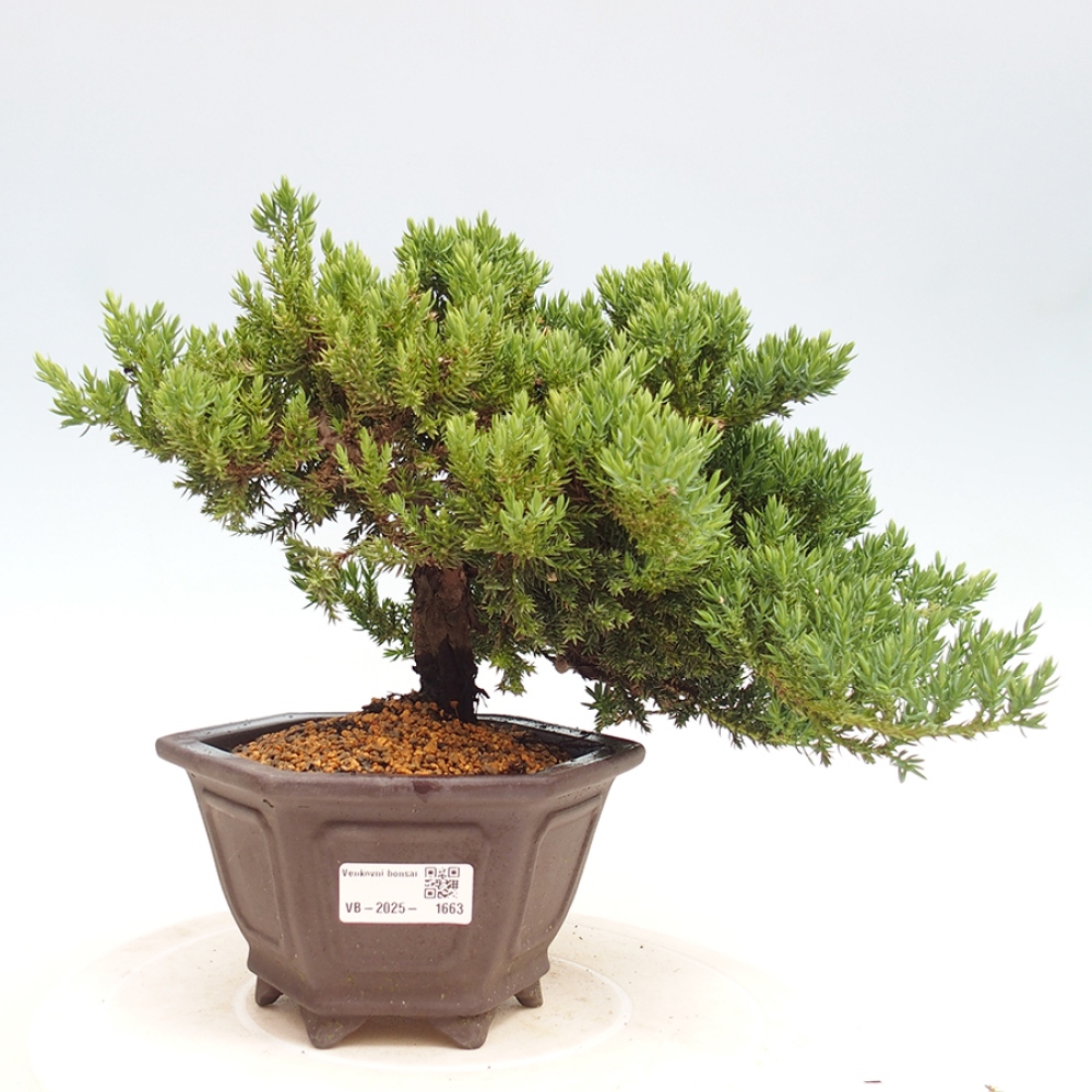 Venkovní bonsai - Juniperus procumbens - Jalovec polehavý