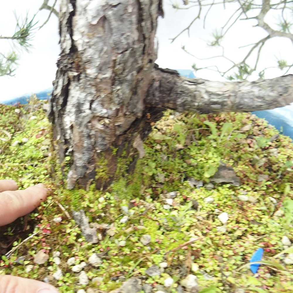 Yamadori - Pinus sylvestris 