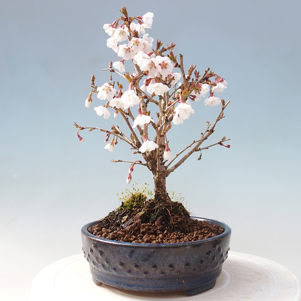 Venkovní bonsai - Prunus incisa Kojou-no mai-Slivoň vyříznutá