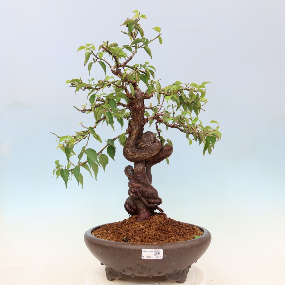 Venkovní bonsai -Japonská meruňka - Prunus Mume