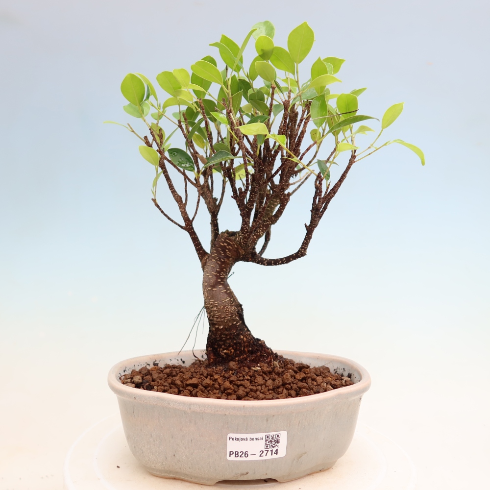 Pokojová bonsai - Ficus kimmen -  malolistý fíkus