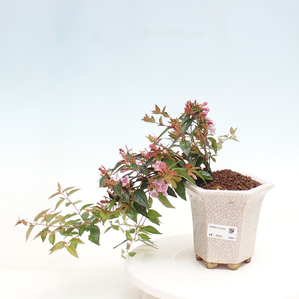 Venkovní bonsai - Abelia Grandiflora - Abélie velkokvětá