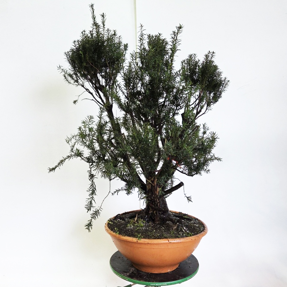 Venkovní bonsai Tis červený - Taxus bacata