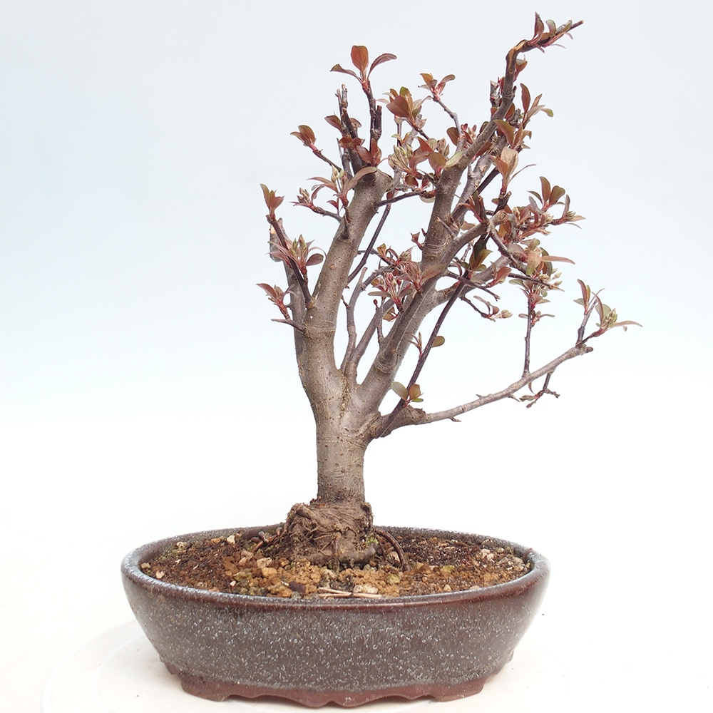 Venkovní bonsai -Malus domestica - Maloplodá jabloň červenolistá