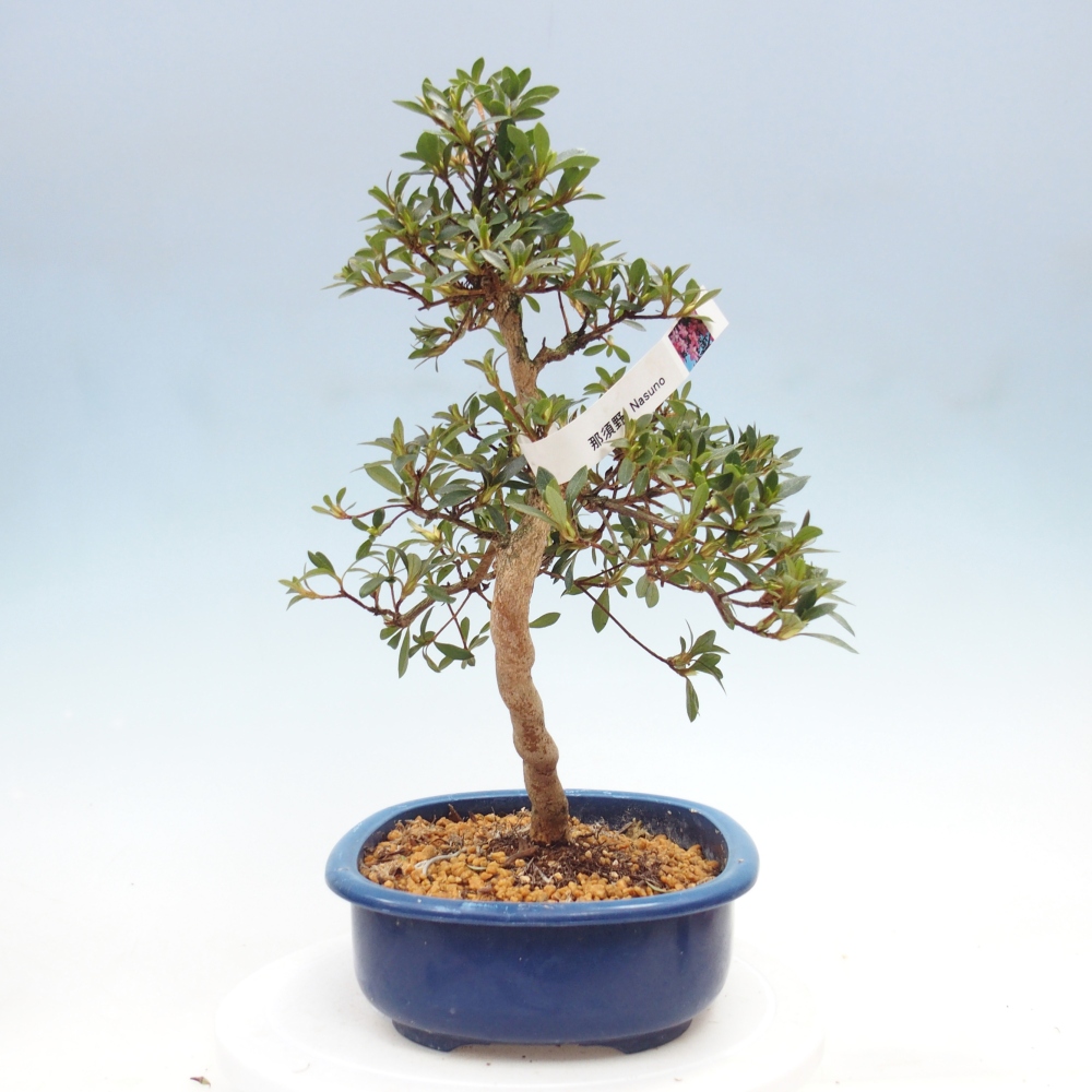 Venkovní bonsai - Japonská azalka - Azalea Nasuno
