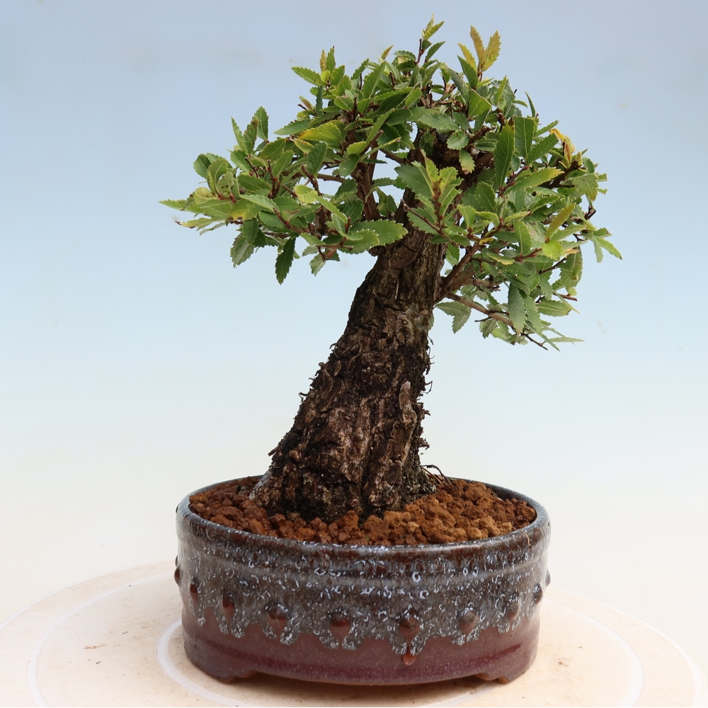 Venkovní bonsai - Zelkova - Zelkova NIRE