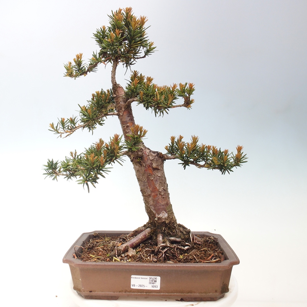 Venkovní bonsai - Taxus cuspidata  - Tis japonský