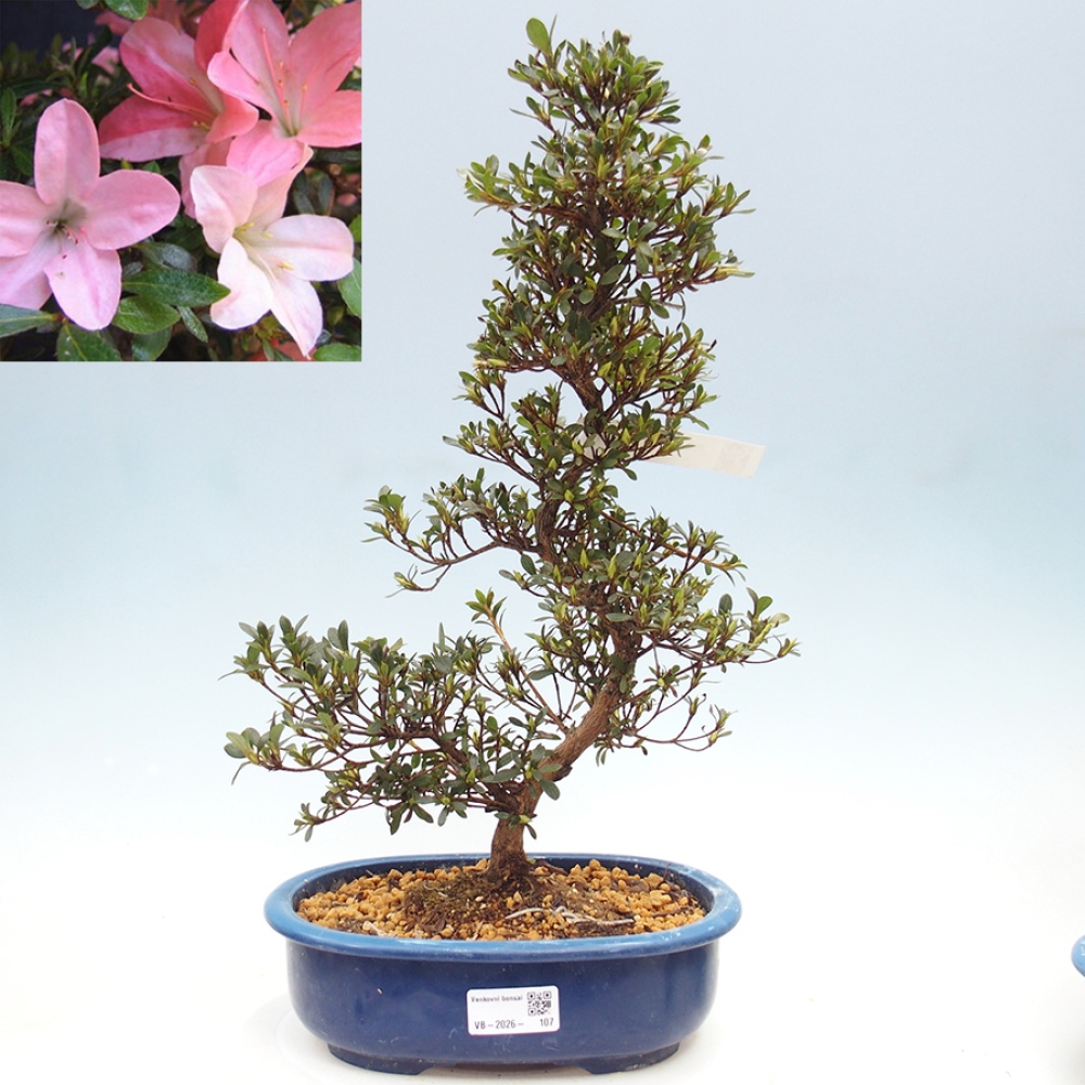 Venkovní bonsai - Japonská azalka - Azalea Nikko
