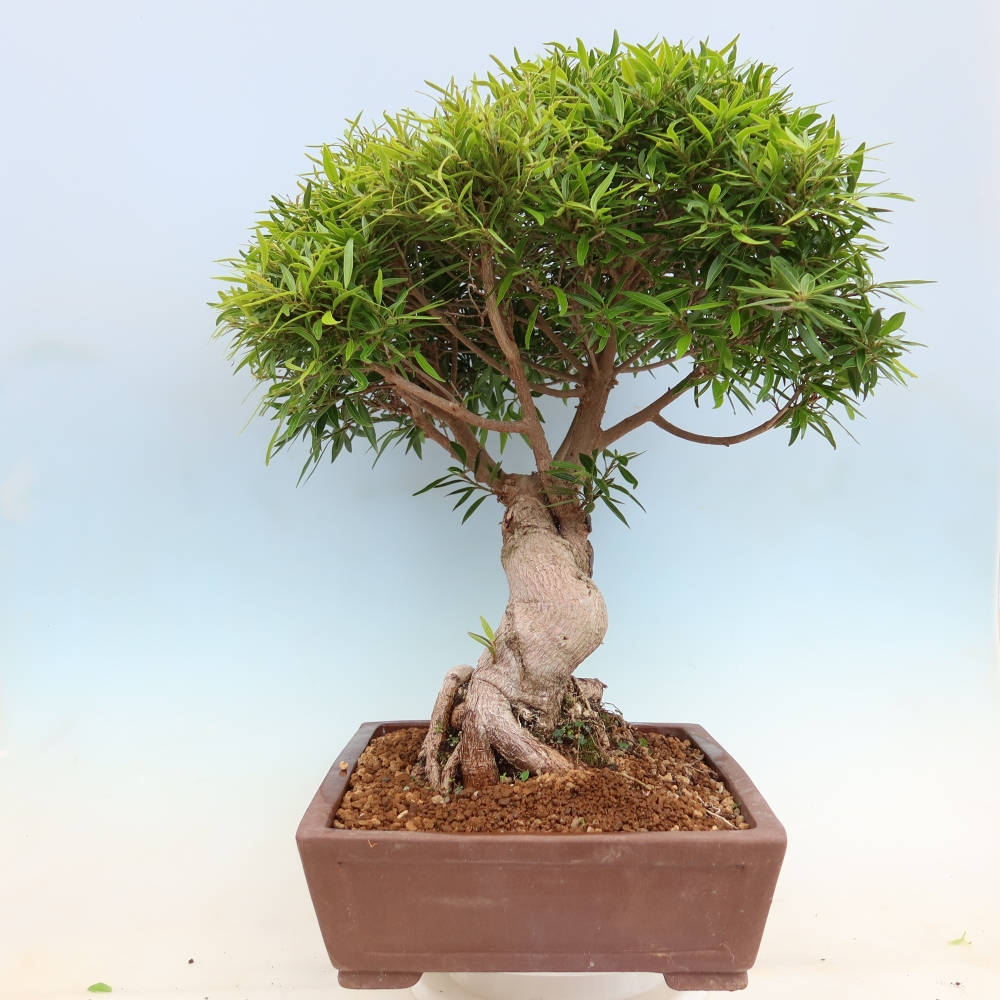 Pokojová bonsai - Ficus nerifolia -  malolistý fíkus