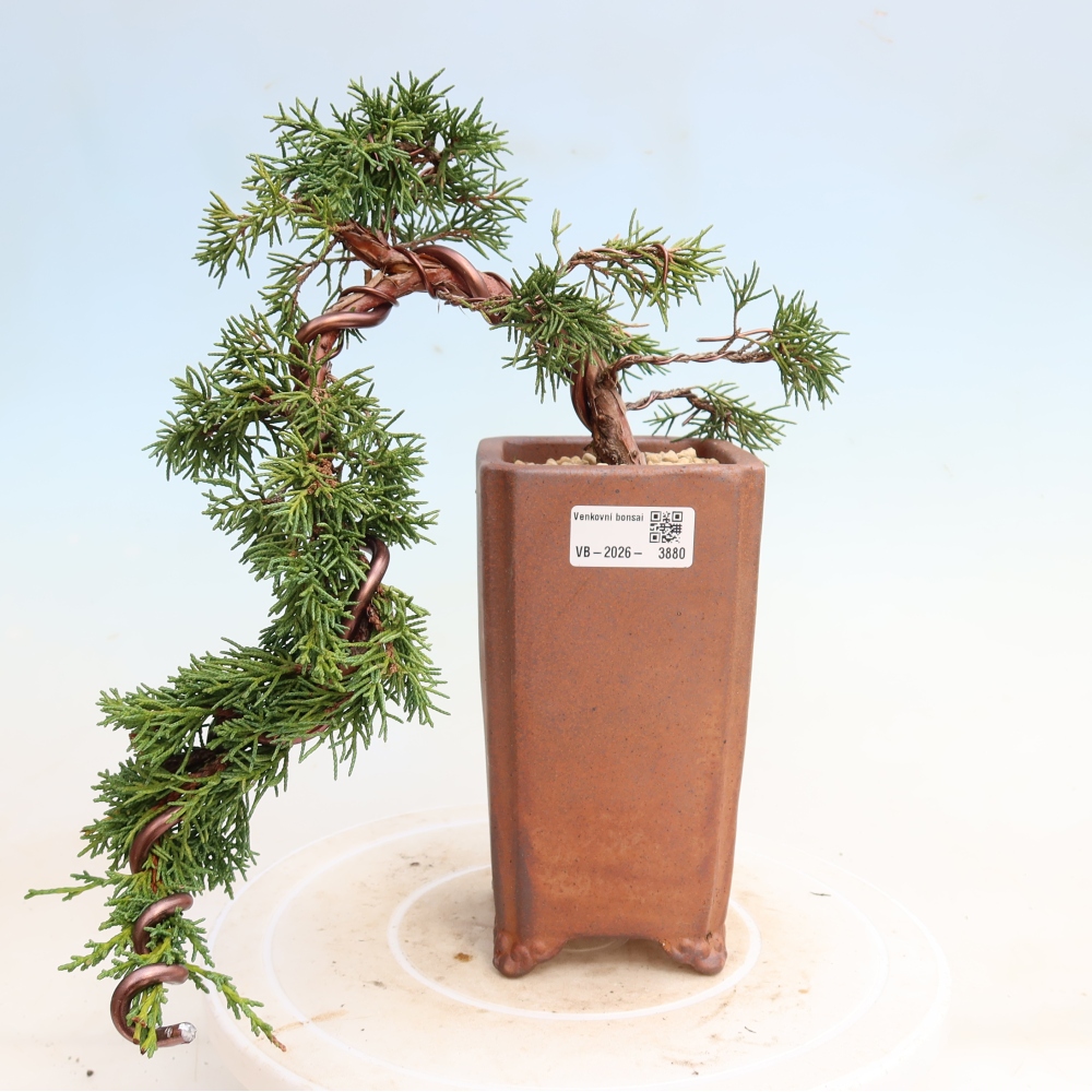 Venkovní bonsai - Juniperus chinensis Kishu -Jalovec čínský