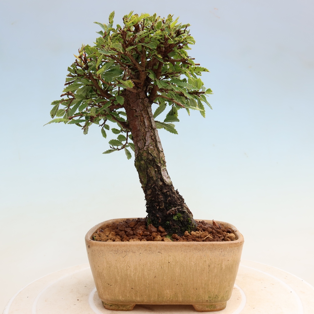Venkovní bonsai - Zelkova - Zelkova NIRE