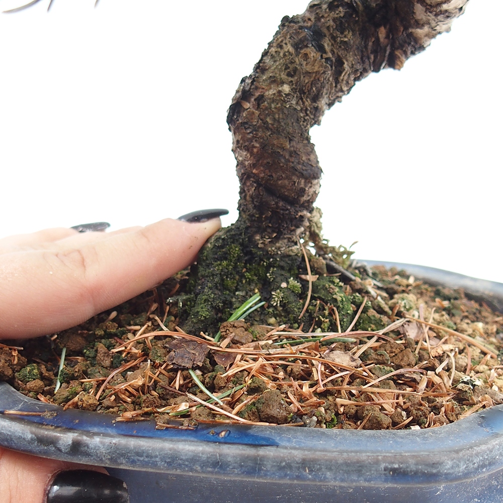 Venkovní bonsai - Pinus parviflora - Borovice drobnokvětá