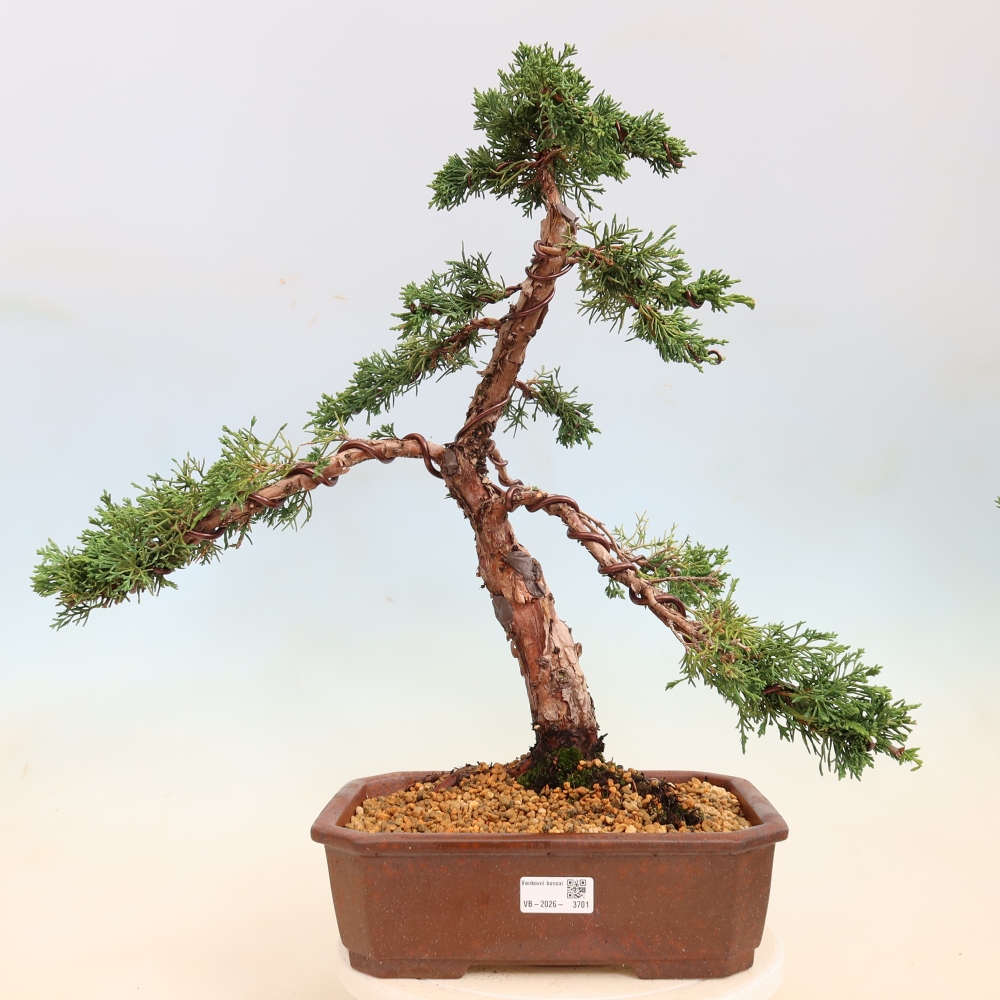 Venkovní bonsai - Juniperus chinensis Kishu -Jalovec čínský