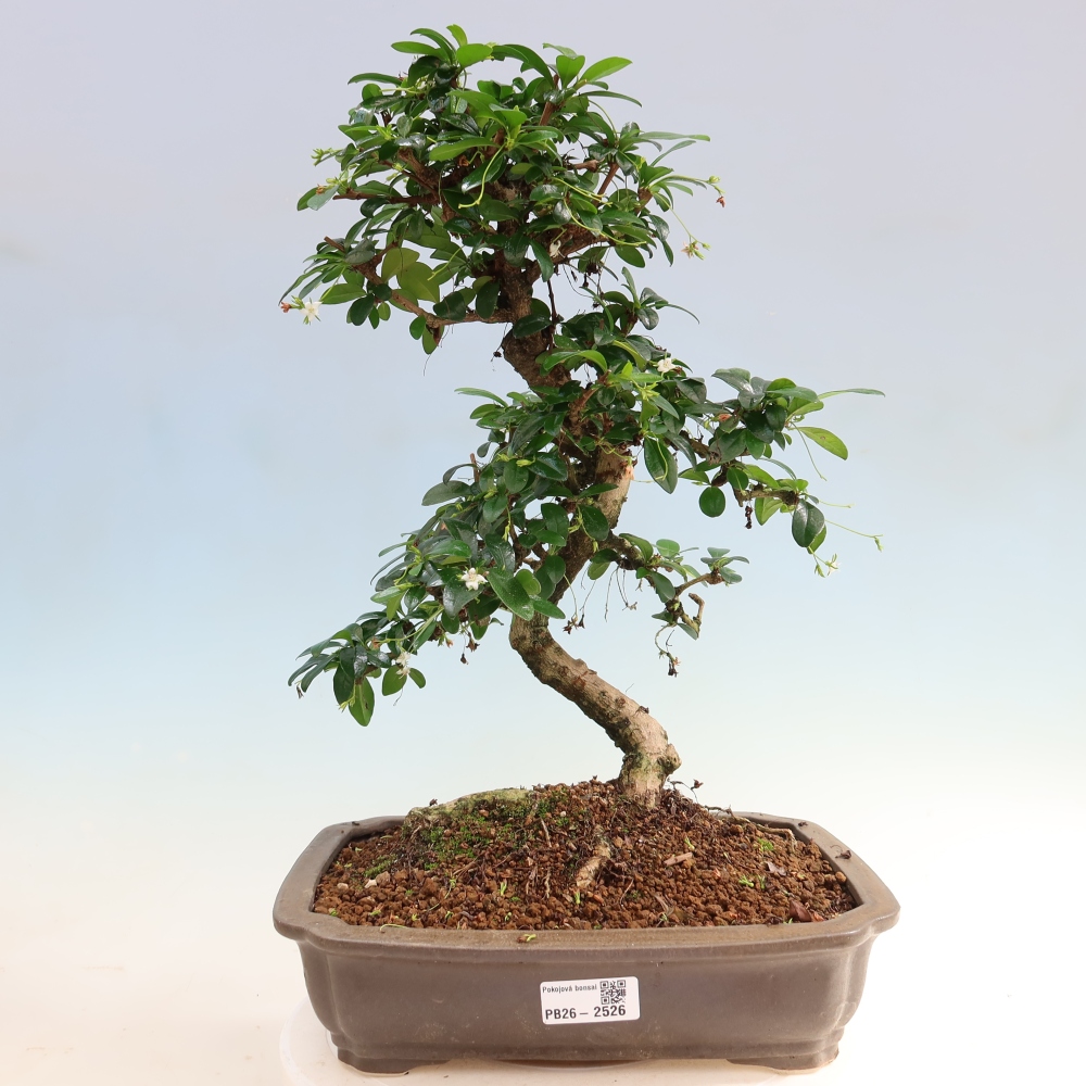 Pokojová bonsai - Carmona macrophylla - Čaj fuki