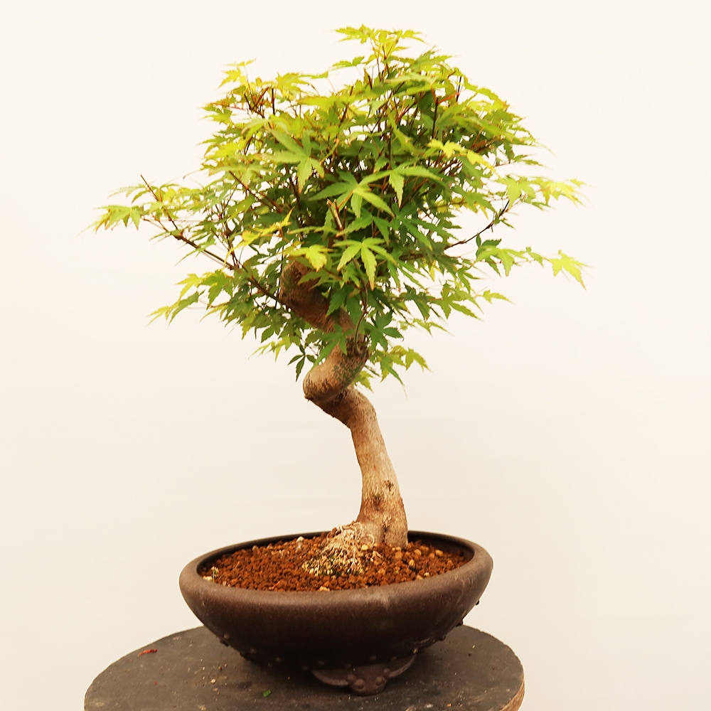 Venkovní bonsai - Javor palmatum  - Javor dlanitolistý