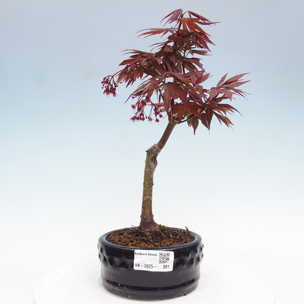 Venkovní bonsai - Acer palm. Atropurpureum-Javor dlanitolistý